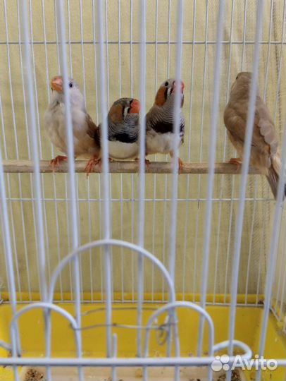 Молодые зебровые амадины