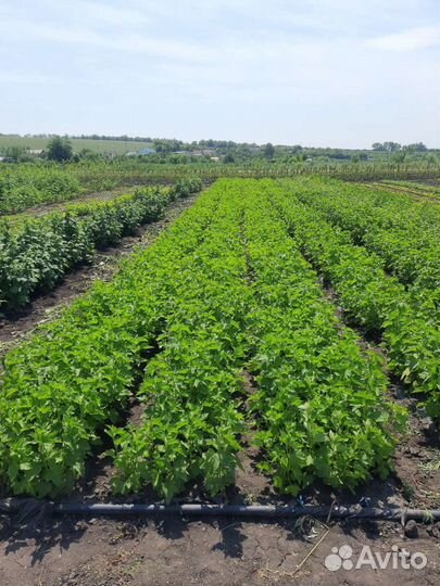 Саженцы Розы яблоня спирея малина кизильник