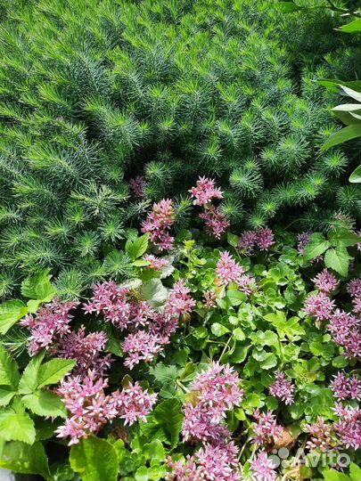 Молочай кипарисовый, очиток, чистец- заячьи ушки