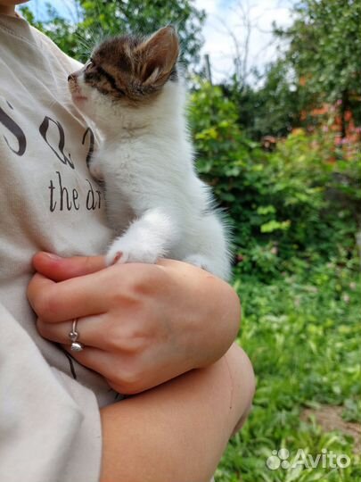 Котенок, котята, кошка