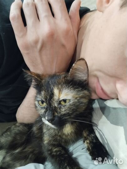 Кошечка Чума