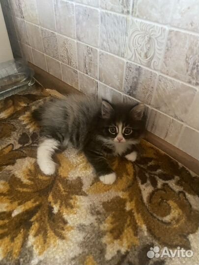 Курильский бобтейл