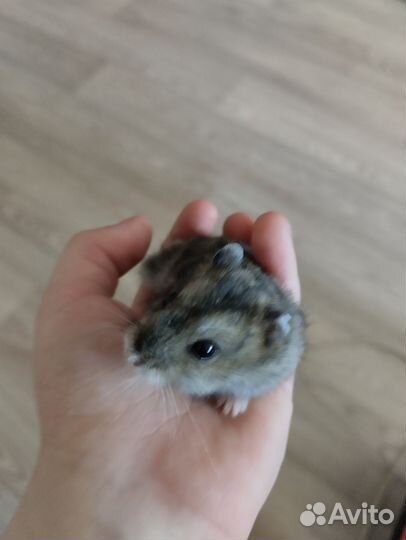 Джунгарский хомяк