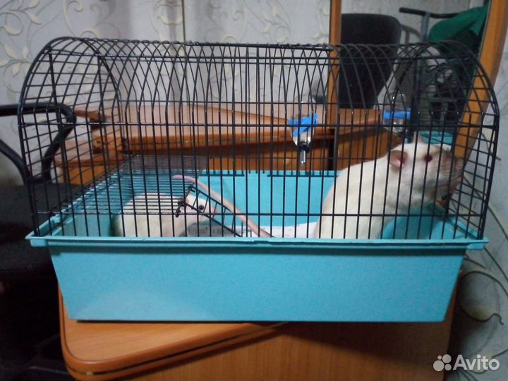 Крысы+Клетка