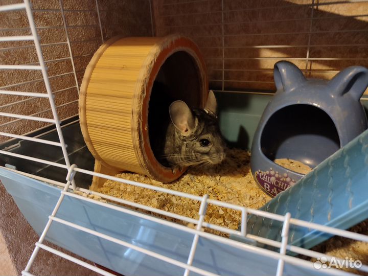 Шиншилла с клеткой