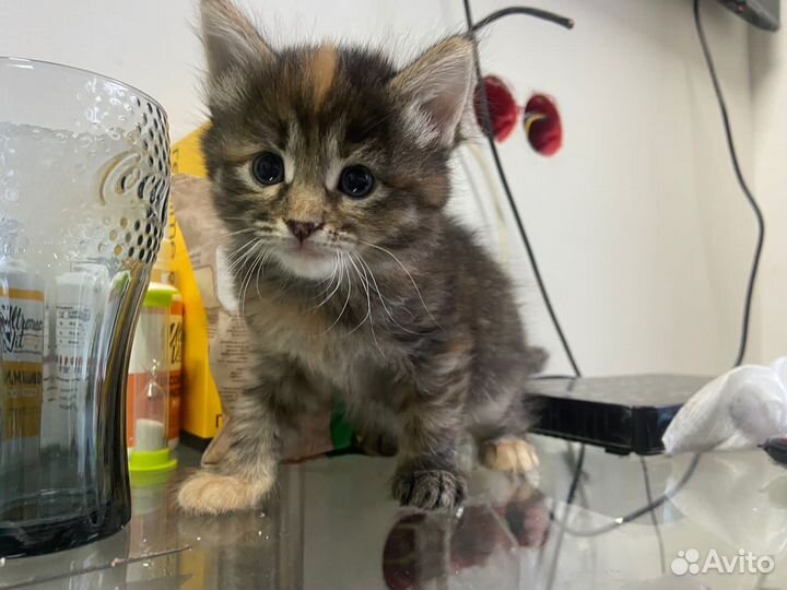 Тигры ищут дом