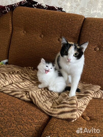 Кошка в дар бесплатно