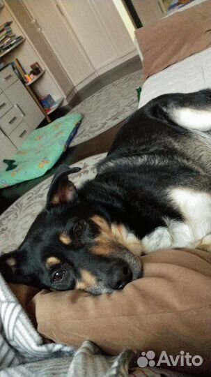 Передержка собак в домашних условиях