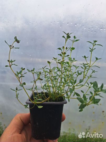 Розмарин Лаванда Мята Тимьян Чабрец рассада