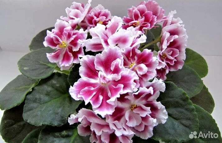 Излишки Листики, стартеры, фиалки