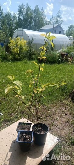 Дерен белый Ауреа