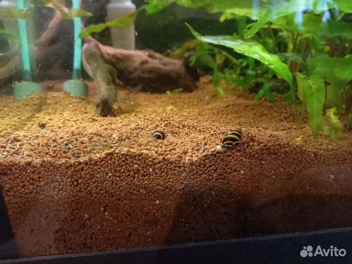 Хищные улитки Хелена