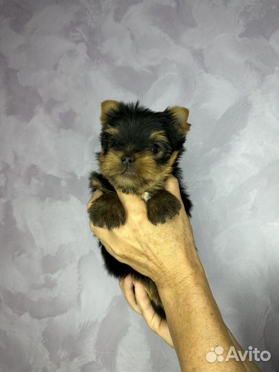 Йоркширский терьер девочка