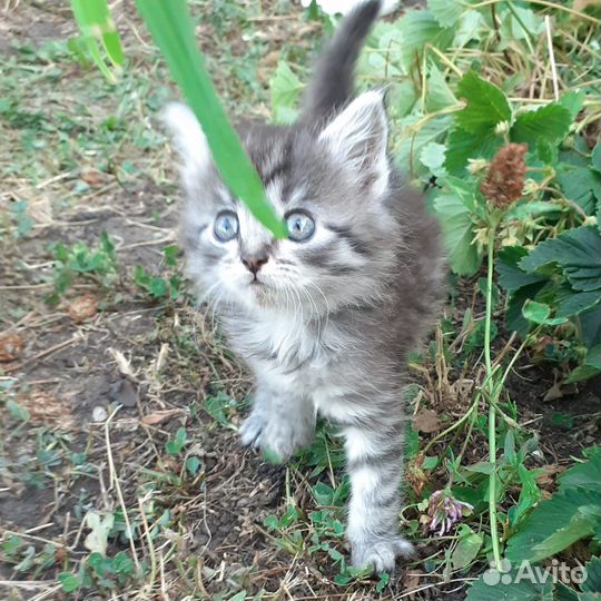 Котята в добрые руки бесплатно