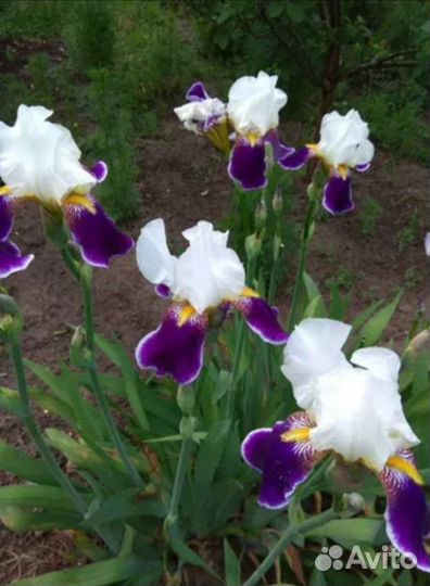 Ирисы бородатые
