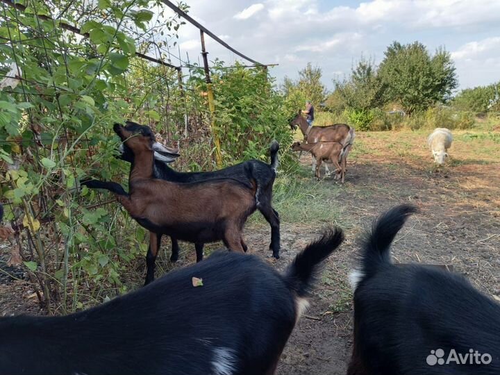 Коза нубийская