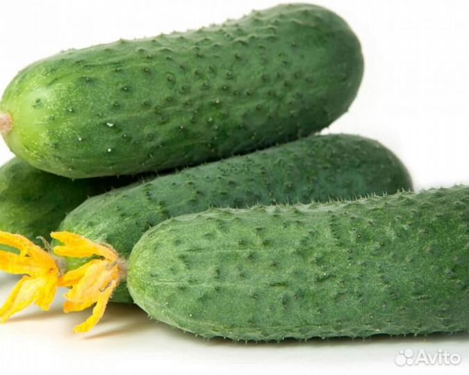 Семена Огурца 