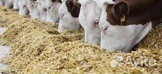 Комбикорм для дойных коров
