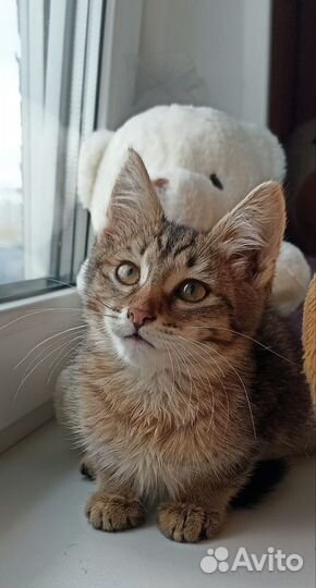 Котенок