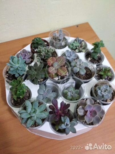 Суккуленты очень много