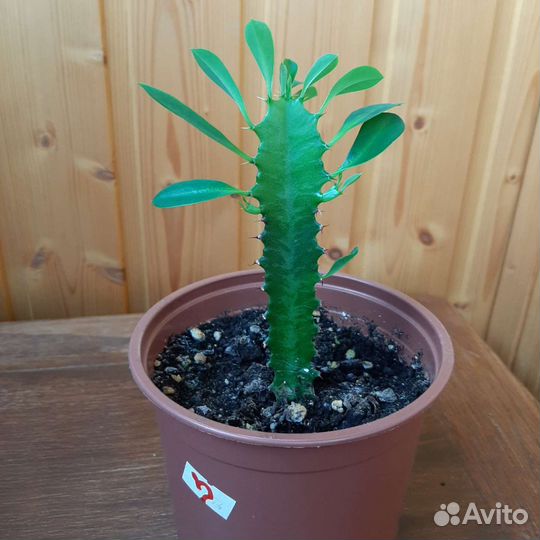 Молочай. Цветок