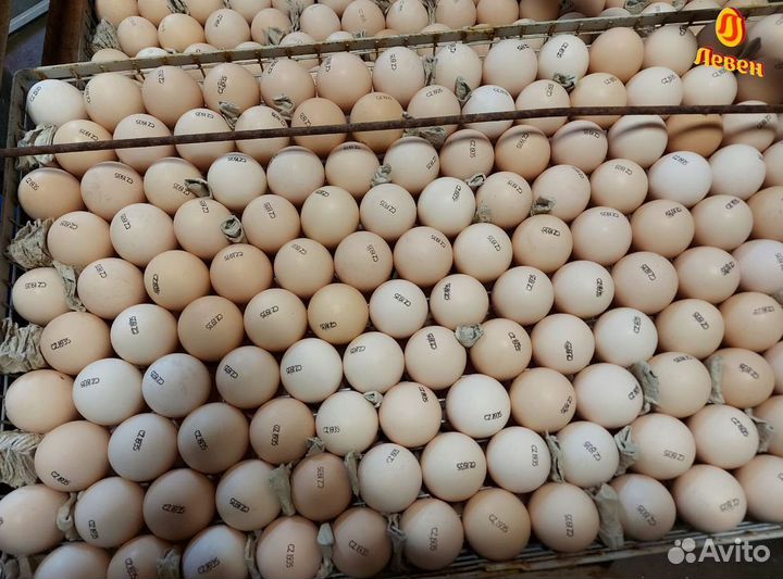 Инкубационное яйцо бройлера Кобб 500,росс 308