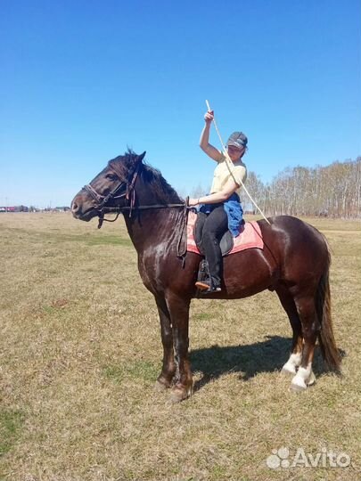 Жеребёнок и кобыла