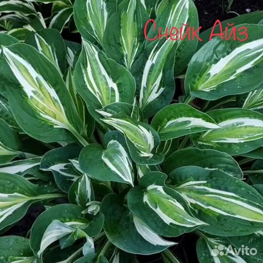 Хосты, садовые растения, цветы