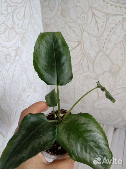 Шизматоглоттис марбл вариегат