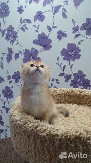 Вислоухий котик