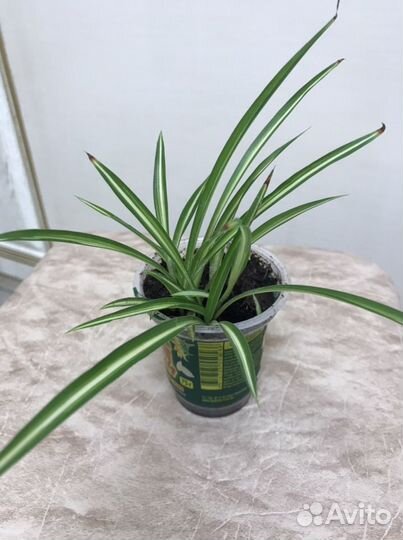 Комнатные цветы