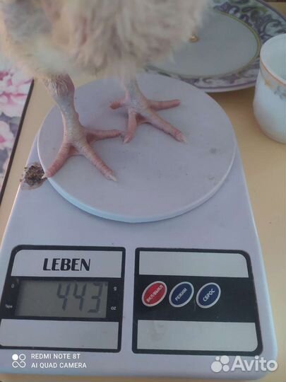 Цыплята бройлеров