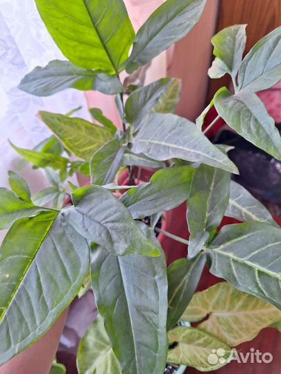 Сингониумы сортовые