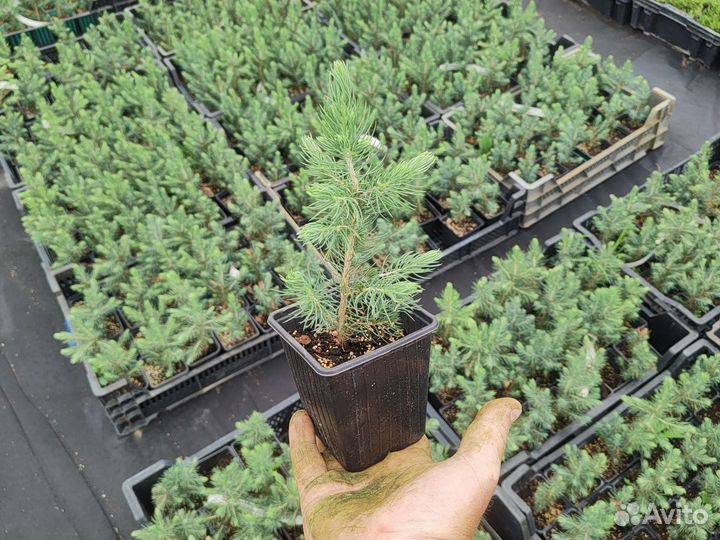 Ель Голубая Мисти Блю в п9