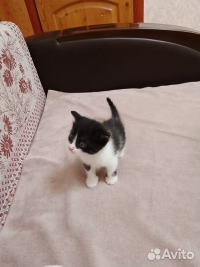 Котенок мальчик бесплатно