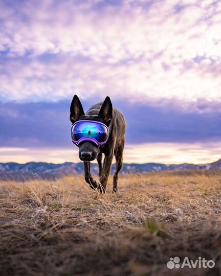 Очки REX specs DOG google