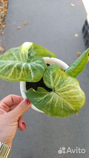 Комнатные растения цветы