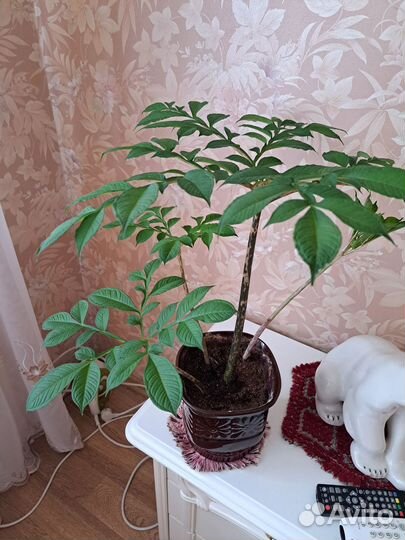 Комнатные растения