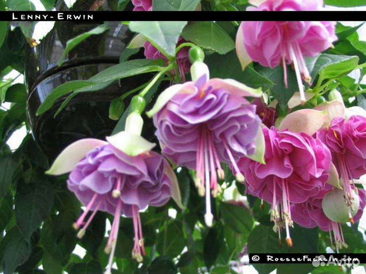 Черенки сортовых фуксий