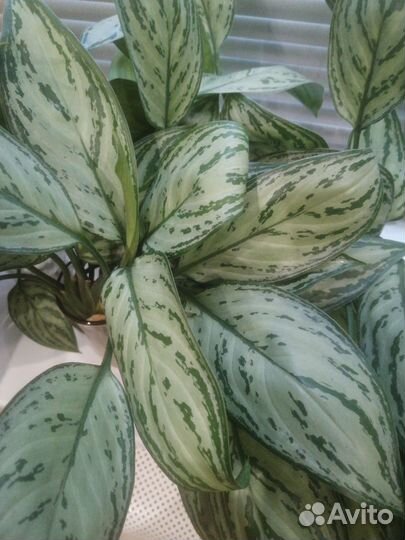 Аглаонема commutatum Schott