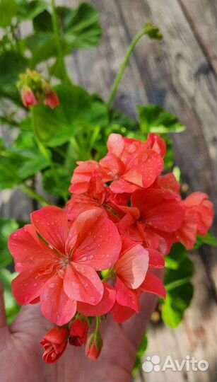 Пеларгония герань