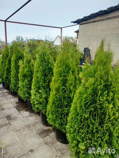 Туя смарагд