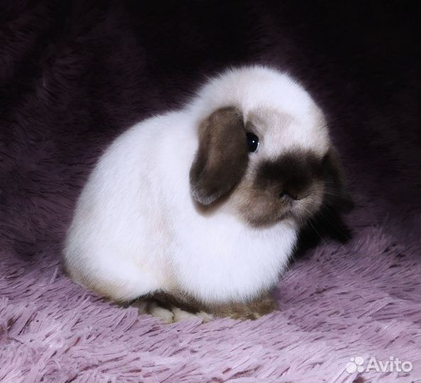 Чп Mini Lop мальчики
