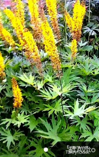 Бузульники