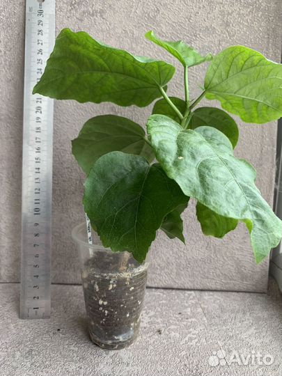 Сортовые гибискусы