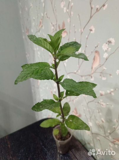 Мята кудрявая