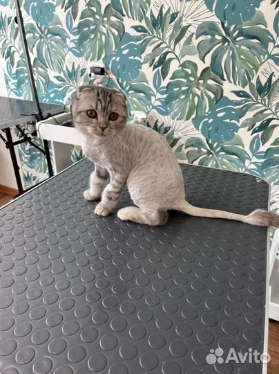 Стрижка Кошек и Собак