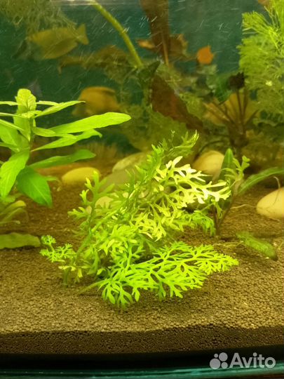 Украшение для аквариума