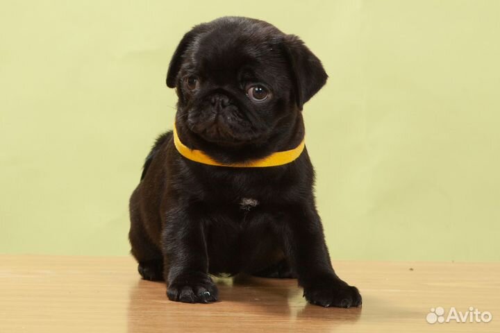 Щенки мопса