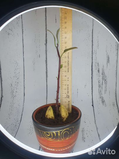 Авокадо комнатные цветы